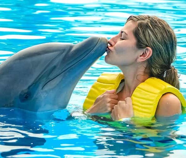 Dance with Dolphins: Show & Swim Experience