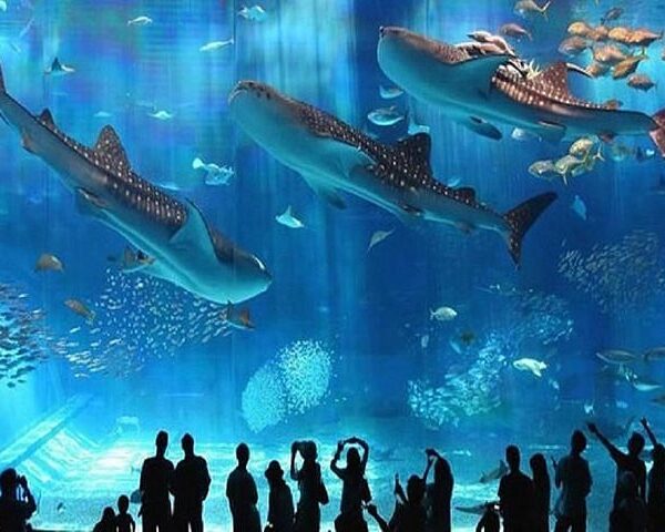 GRAND AQUARIUM: Explore the sea without diving!