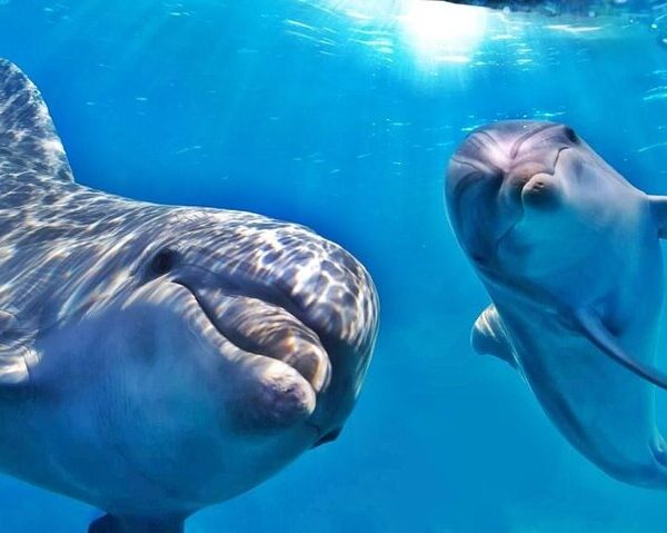 Swimming with Dolphins, Snorkeling Tour From Marsa Alam