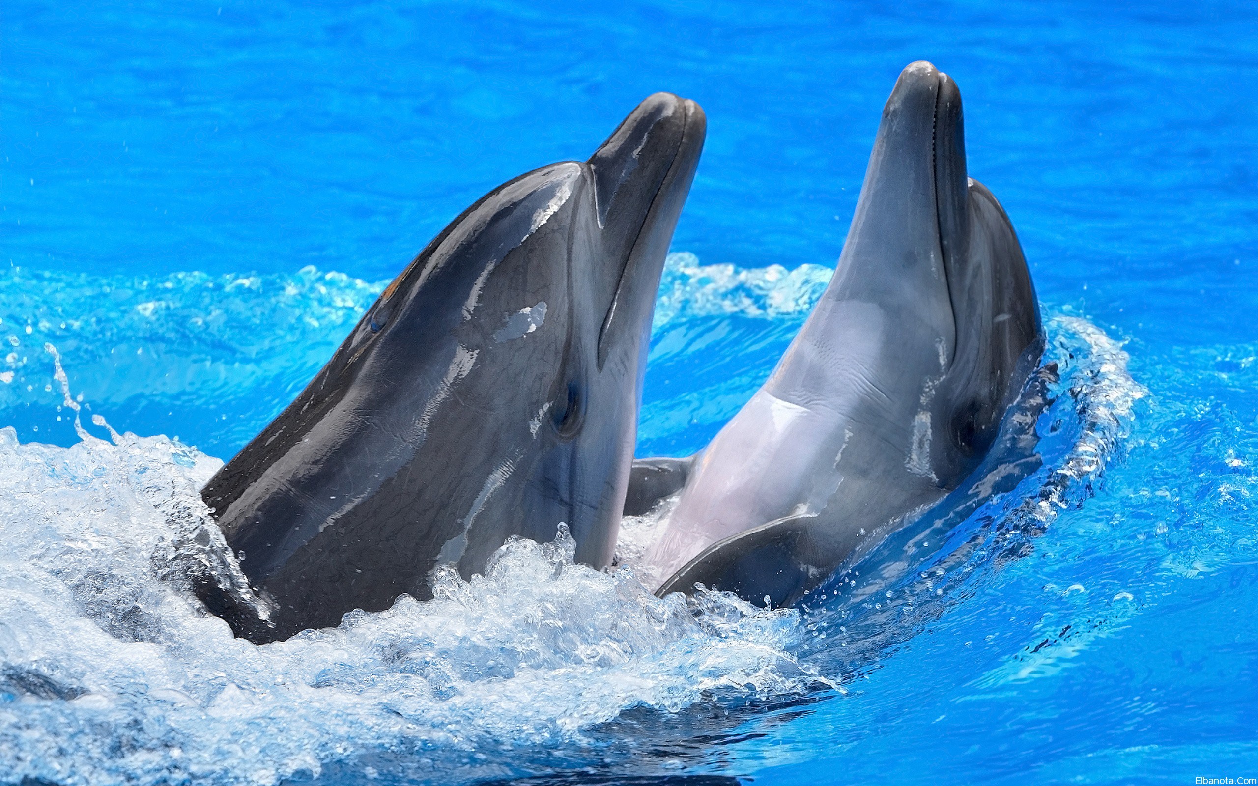 bigstock-dolphin-twins-are-jumpin-3