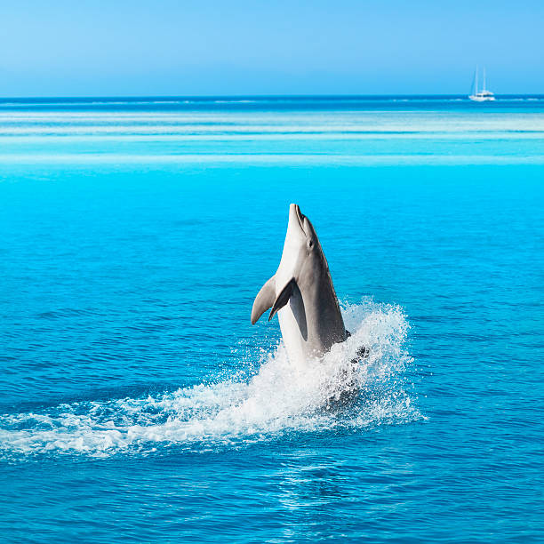 Dolphin jump out of the water.