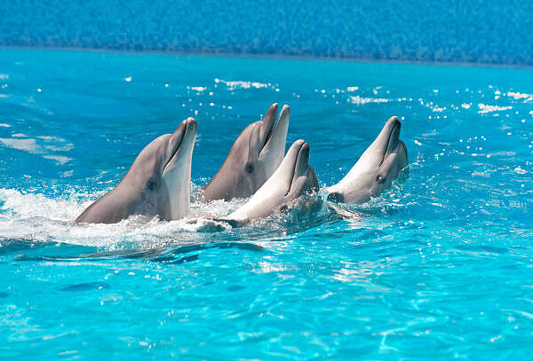 DOLPHIN SAMADAI- RMF