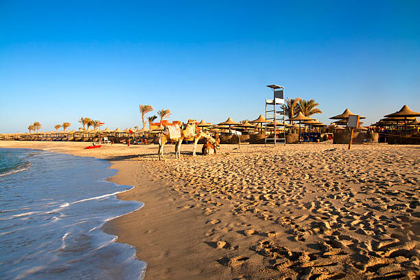 Three adult camels on a sandy beach covered with traditional Egyptian blankets.