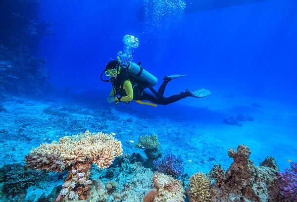 Daily Diving - RMF
