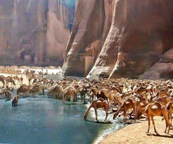 Safari Day Tour To Wadi El Gamal National Park From Marsa Alam
