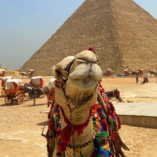 Day tour from El Alamein to Alex