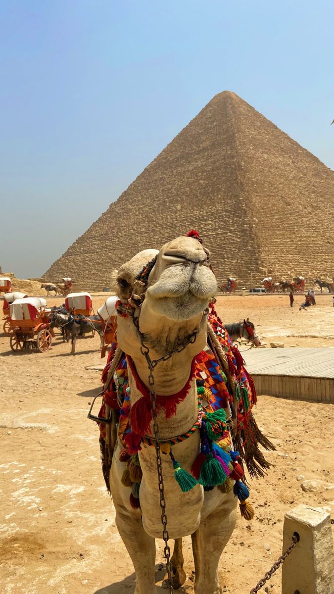 #camel #desert #egypt