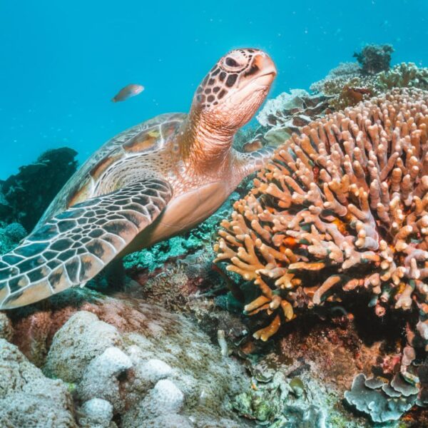 🐠 7 Days / 6 Nights Diving Safari
